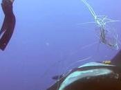 plongeur libère raie manta d’une filet pêche