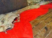 squelette dragon découvert Chine
