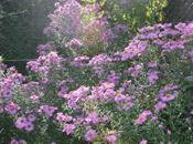 Aster d'automne