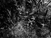 rosée, matin d'automne