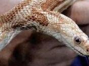 serpents venimeux République fond leur Sénat