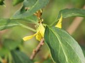 Forsythia intermedia, discrète remontée