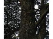 Virades l'espoir 2014