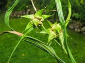 Carex ornemental