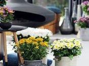 Chrysanthème, plante mois d'octobre pour l'OHF