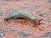 limaces dévorent salades potagers...