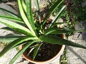 Bien choisir plante jardinerie