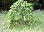 Quelques arbres pleureurs