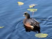 Grand siffleur d’Amérique…