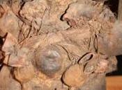 puces d'oc arrivages nouveautés bonnes affaires