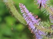 Veronicastrum virginicum