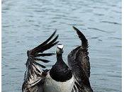 L'impressionnant saut bébé