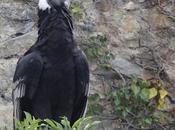 condor Andes femelle