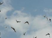 L'IMAGE JOUR: Pigeons
