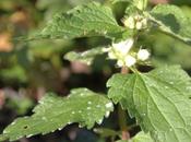 Lamium album, remontée