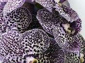 conseils pour votre plante d'Orchidée Vanda