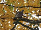 Columba palumbus