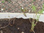 Fuchsia regia reitzii