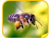 pesticides, dangers mortels pour abeilles