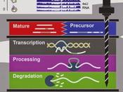 #séquençage #hautedéfinition #ARN #DRiLL #tristetraproline Séquençage modélisation haute résolution permet l’identification différentes stratégies dynamiques régulation l’ARN
