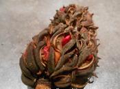 Récupérer graines Magniolia