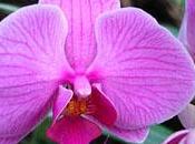 plante extraordinaire: l'orchidée