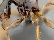 ÉVOLUTION: fourmis conquis monde Proceedings Royal Society Series