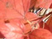 Calendrier plantes janvier