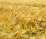 Autosuffisance alimentaire en Afrique : 2 erreurs à éviter