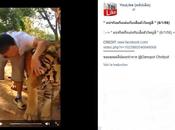 Thaïlande: Pauvres tigres [HD]