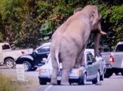 Khao éléphant monte demonte deux automobiles [HD]