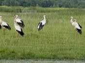 terre d’accueil pour cigognes