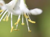 Lonicera fragrantissima