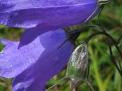 Campanule feuilles rondes (Campanula rotundifolia)