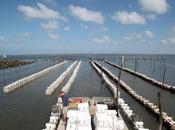 bassin d'Arcachon redevenue l’exceptionnelle nurserie