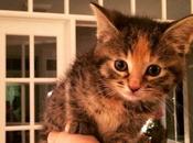 #bancdessai: p'tit coin Minnie chat