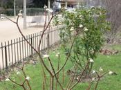 Edgeworthia chrysantha