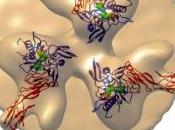 SIDA: anticorps artificiel piège deux récepteurs Nature Science