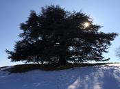 L’arbre faire trous dans ciel