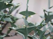 Colletia fleurit