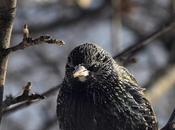 Étourneau sansonnet...