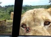 lion ouvre portière d’une voiture