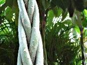 pachira aquatica arbre utilisé comme plante d'intérieur