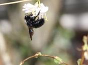 Xylocopa violacea