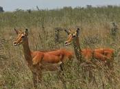 nairobi impalas, waterbucks autres gazelles thompson