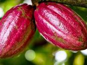 Ghana biodiversite plantations cacao bientot cartographiee