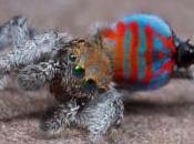 Deux nouveaux types d’araignées paons découvertes Australie