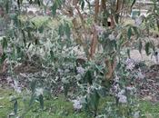 buddleia attend papillons