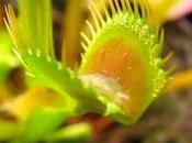 L'IMAGE JOUR: Plante carnivore