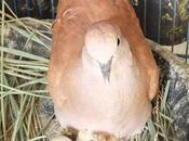 mars 2015: Nouvelle naissance Udonthani